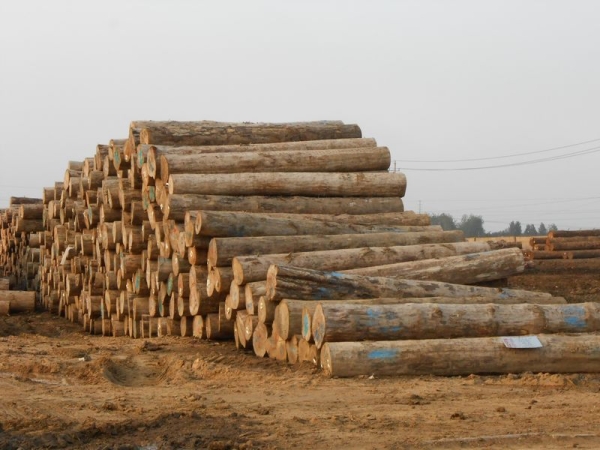 【48812】日本木材对中美出口大增